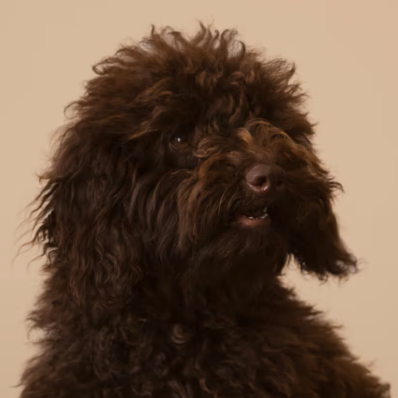 Cooper